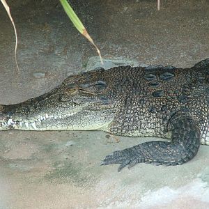 Saltwater Crocodile at Wilhelma, Stuttgart 02/09/10