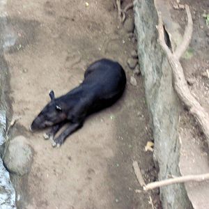 Lied Jungle-Baird's Tapir