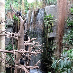 Lied Jungle-Spider Monkey/White-fronted Capuchin Monkey Exhibit