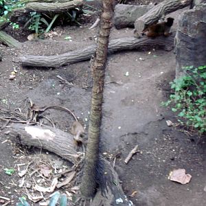 Lied Jungle-White-fronted Capuchin Monkey