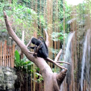 Lied Jungle-Spider Monkey