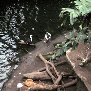 Lied Jungle-Radjah Shelduck/Magpie Goose