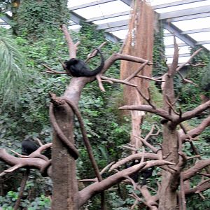 Lied Jungle-Spider Monkey/White-fronted Capuchin Monkey Exhibit