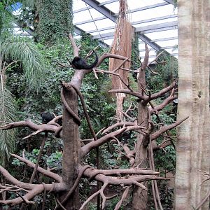 Lied Jungle-Spider Monkey/White-fronted Capuchin Monkey Exhibit