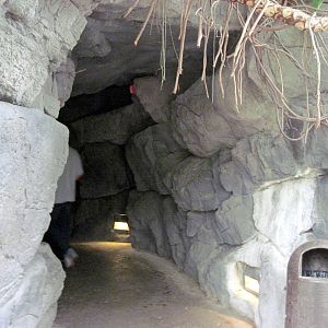 Lied Jungle-Cave
