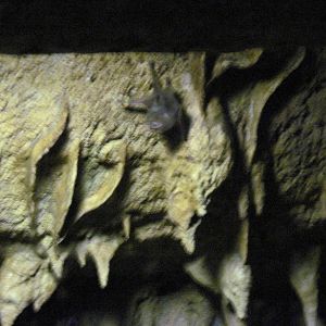 Lied Jungle-Vampire Bat