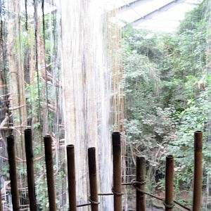 Lied Jungle-Waterfall