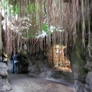 Lied Jungle-Cave