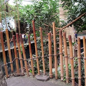 Lied Jungle-Danger Point