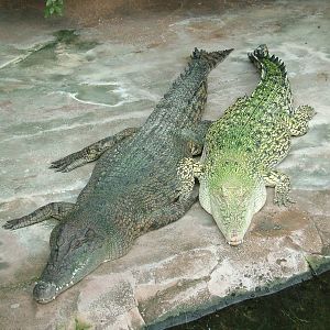 Saltwater Crocodiles at Wilhelma, Stuttgart 02/09/10