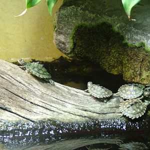 Yellow-blotched Map Turtle at Wilhelma, Stuttgart 02/09/10