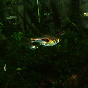 Hengel's Rasbora at Wilhelma, Stuttgart 02/09/10