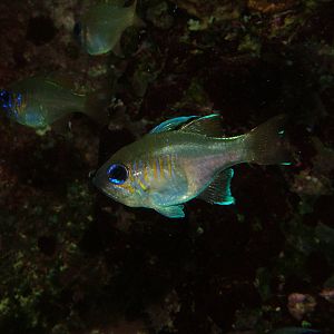 Threadfin Cardinal at Wilhelma, Stuttgart 02/09/10