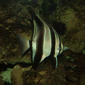 Truncate coralfish at Wilhelma, Stuttgart 02/09/10