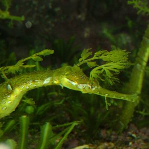 Ribboned Sea Dragon at Wilhelma, Stuttgart 02/09/10