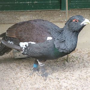 Capercaillie at Wilhelma, Stuttgart 02/09/10