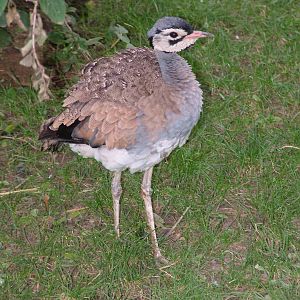 White-bellied Bustard at Wilhelma, Stuttgart 02/09/10