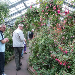 Fuchsia Greenhouse at Wilhelma, Stuttgart 02/09/10
