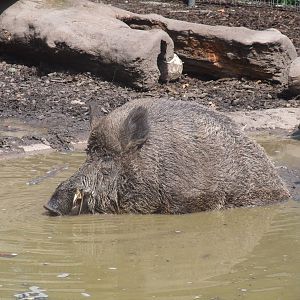 European Wild Boar at Wilhelma, Stuttgart 02/09/10
