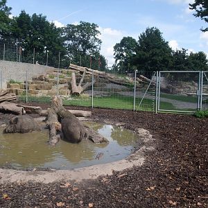 Boar and Goat Exhibits at Wilhelma, Stuttgart 02/09/10