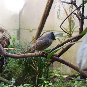 Black-chinned Yuhina at Wilhelma, Stuttgart 02/09/10