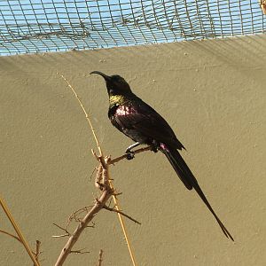 Tacazze Sunbird at Wilhelma, Stuttgart 02/09/10