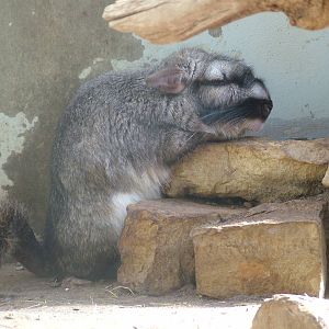 Plains Viscacha at Wilhelma, Stuttgart 02/09/10