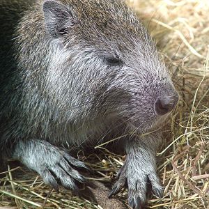Cuban Hutia at Wilhelma, Stuttgart 02/09/10