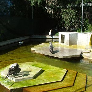 Gannet Exhibit at Wilhelma, Stuttgart 02/09/10
