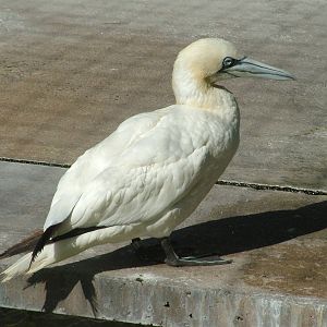 Northern Gannet at Wilhelma, Stuttgart 02/09/10