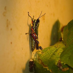 Grasshopper Nymph at Wilhelma, Stuttgart 02/09/10