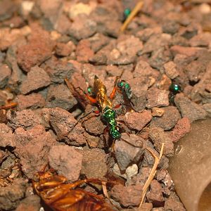 Jewel Wasp at Wilhelma, Stuttgart 02/09/10