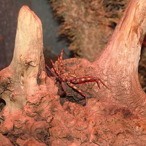 Amblypygid at Wilhelma, Stuttgart 02/09/10