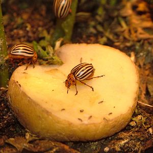 Colorado Beetle at Wilhelma, Stuttgart 02/09/10