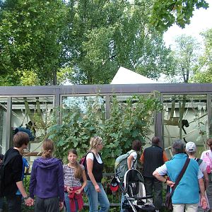 Bonobo Outside Exhibit at Wilhelma, Stuttgart 02/09/10