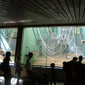 Indoor Orang-Utan Exhibit at Wilhelma, Stuttgart 02/09/10