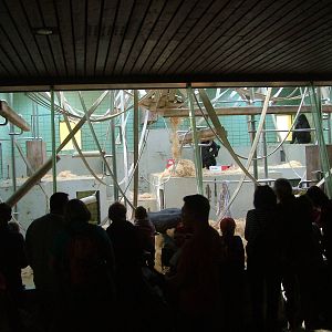 Indoor Gorilla Exhibit at Wilhelma, Stuttgart 02/09/10