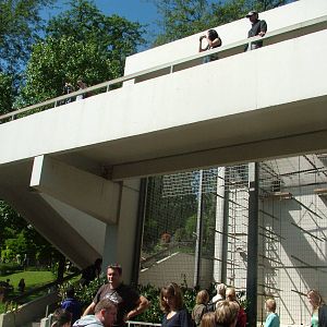 Gibbon Exhibit at Wilhelma, Stuttgart 02/09/10