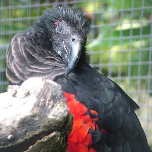 Pesquet's Parrot at Wilhelma, Stuttgart 02/09/10