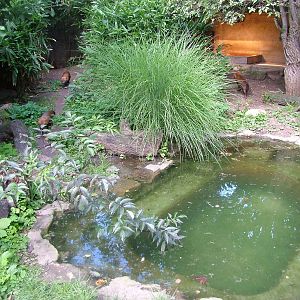 Bush Dog Exhibit at Wilhelma, Stuttgart 02/09/10