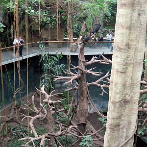 Lied Jungle-Spider Monkey/White-fronted Capuchin Monkey