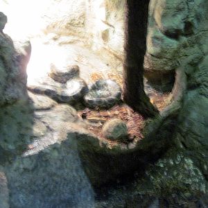 Lied Jungle-Brazilian Rainbow Boa