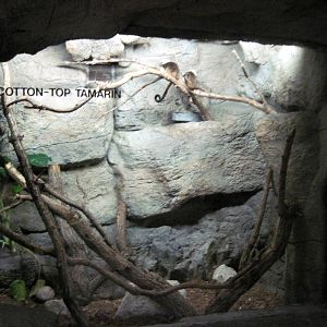 Lied Jungle-Cotton-top Tamarin Exhibit