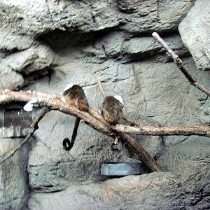 Lied Jungle-Cotton-top Tamarins