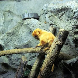 Lied Jungle-Golden Lion Tamarin