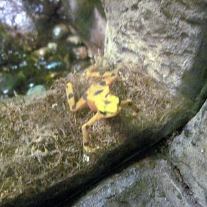 Lied Jungle-Panamanian Golden Frog