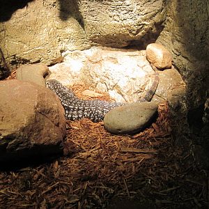 Lied Jungle-Black and White Tegu