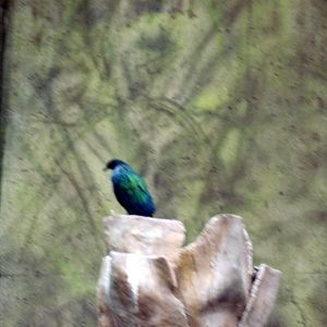 Lied Jungle-Nicobar Pigeon