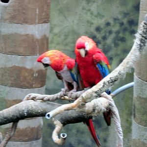 Lied Jungle-Scarlet Macaws