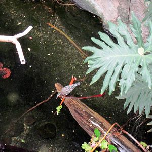 Lied Jungle-Sunbittern